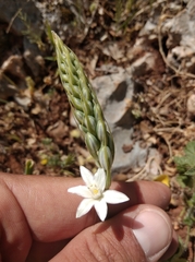 Ornithogalum narbonense