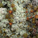 Trapeliopsis granulosa - Photo (c) Jurga Motiejūnaitė,  זכויות יוצרים חלקיות (CC BY-NC), הועלה על ידי Jurga Motiejūnaitė