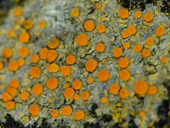 Polycauliona luteominia luteominia