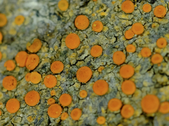 Polycauliona luteominia luteominia
