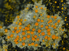 Polycauliona luteominia luteominia