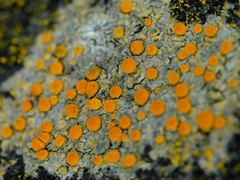 Polycauliona luteominia luteominia