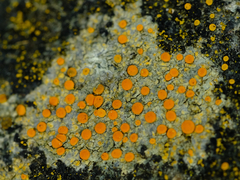 Polycauliona luteominia luteominia