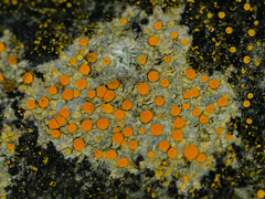 Polycauliona luteominia luteominia