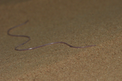 Leptotyphlopidae