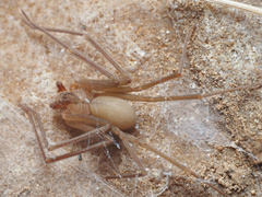 Loxosceles arizonica