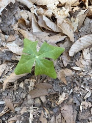 Berberideae