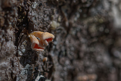 Lachnellula resinaria