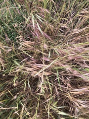 Bromus rigidus