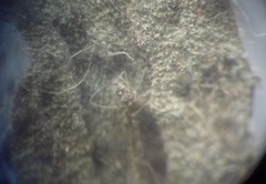 Pilosella piloselliflora