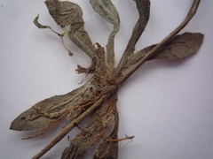 Pilosella piloselliflora