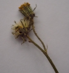 Pilosella piloselliflora