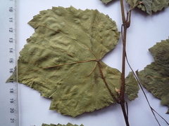 Vitis vinifera