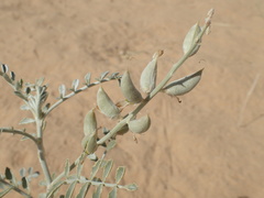 Astragalus lentiginosus borreganus