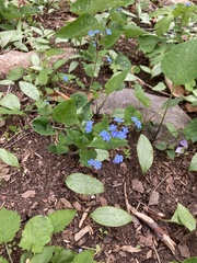 Brunnera sibirica