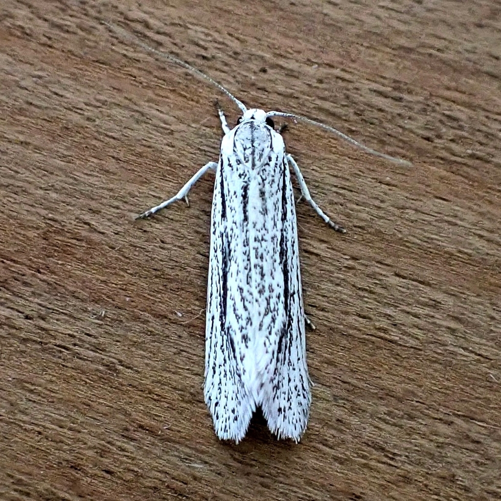 Pseudethmia
