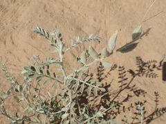 Astragalus lentiginosus borreganus