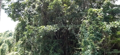 Ocotea insularis