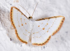 Leuciris fimbriaria