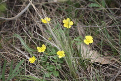 Ranunculus polyrhizos