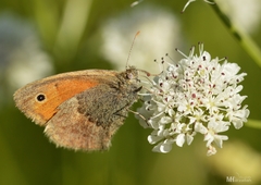 Coenonympha pamphilus