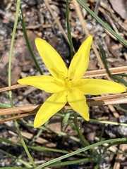 Hypoxis juncea