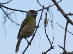 Cyclarhis gujanensis