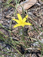 Hypoxis juncea