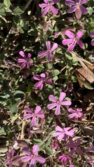 Saponaria