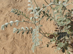 Astragalus lentiginosus borreganus