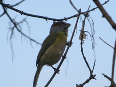 Cyclarhis gujanensis