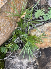 Actiniopteris dimorpha dimorpha