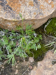 Actiniopteris dimorpha dimorpha