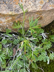 Actiniopteris dimorpha dimorpha