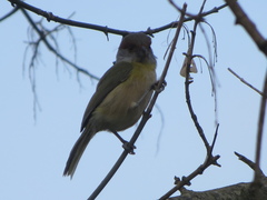 Cyclarhis gujanensis