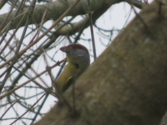 Cyclarhis gujanensis