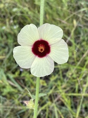 Hibiscus nigricaulis