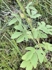 Hibiscus nigricaulis