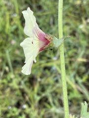 Hibiscus nigricaulis