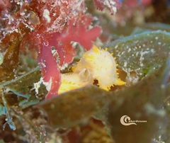 Crimora papillata