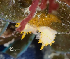 Crimora papillata