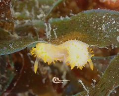 Crimora papillata