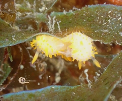 Crimora papillata