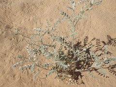 Astragalus lentiginosus borreganus