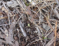 Cypripedium acaule