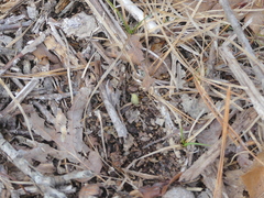 Cypripedium acaule