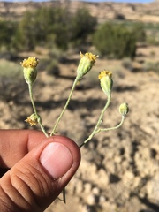 Hymenopappus filifolius lugens