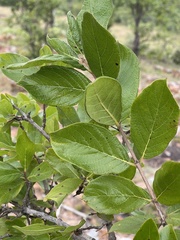 Crossopteryx febrifuga