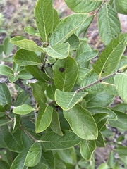 Crossopteryx febrifuga