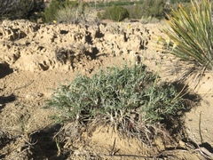 Hymenopappus filifolius lugens